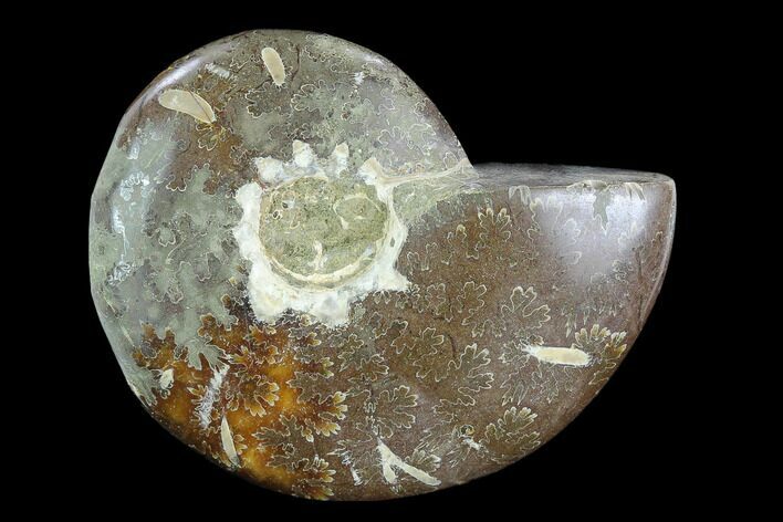 Bargain,  Polished, Agatized Ammonite (Cleoniceras) - Madagascar #119056